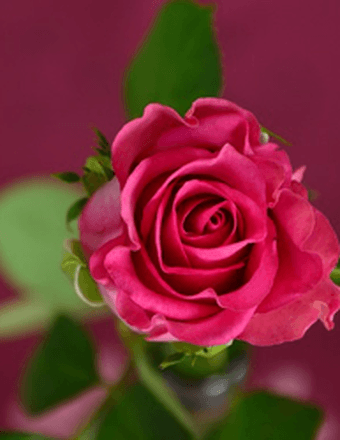 Wilma Sue (Stevens) Patterson Obituary