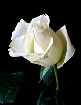 Lynette Jane (Quartell) Myers Obituary